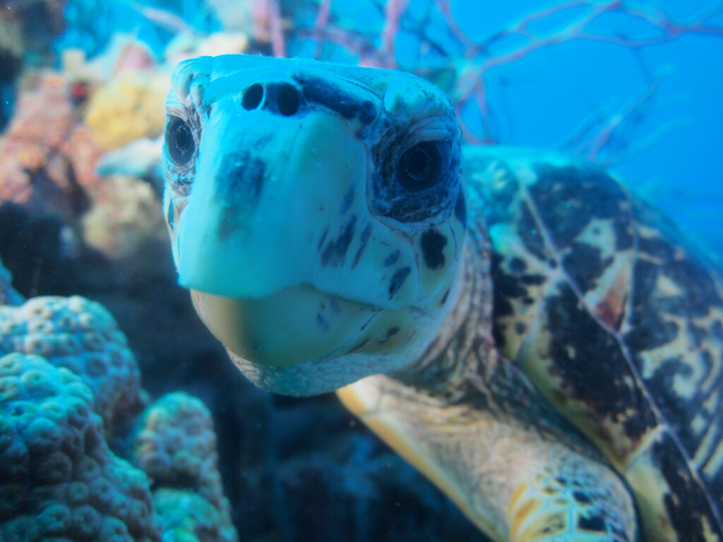 Close-up van een schildpad in het water
