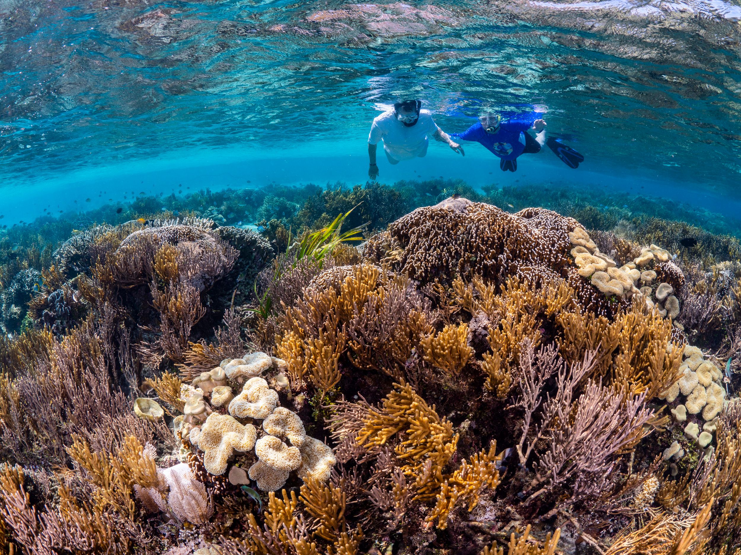 Twee mannen aan het snorkelen boven koraal
